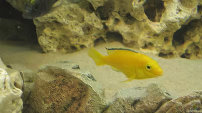 Besatz im Aquarium Becken 17952 von MAGNUM (18)