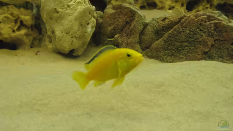 Besatz im Aquarium Becken 17952 von MAGNUM (21)