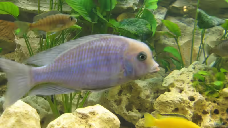 Besatz im Aquarium Becken 17952 von MAGNUM (22)