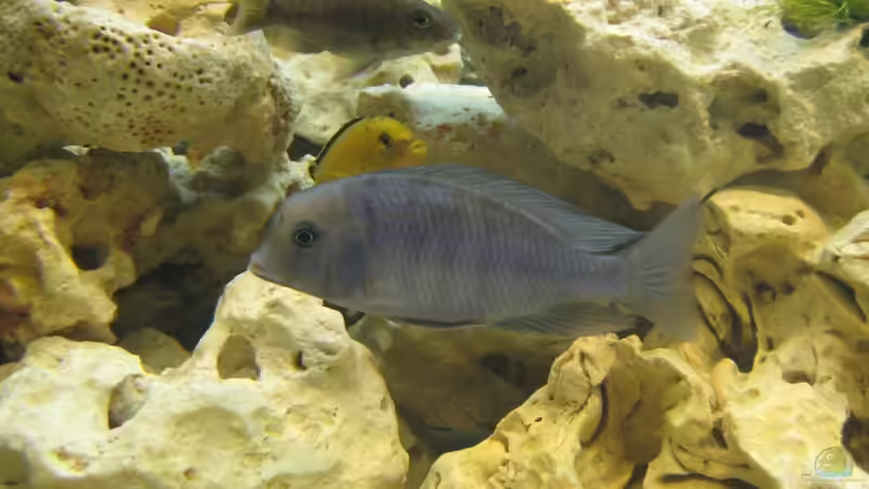 Besatz im Aquarium Becken 17952 von MAGNUM (23)