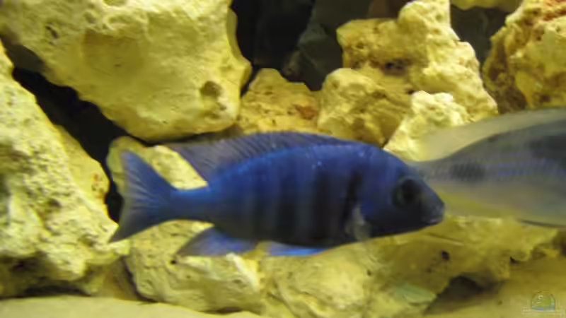 Besatz im Aquarium Becken 17952 von MAGNUM (24)