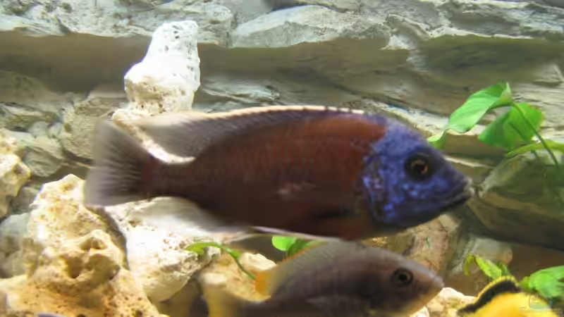 Besatz im Aquarium Becken 17952 von MAGNUM (25)