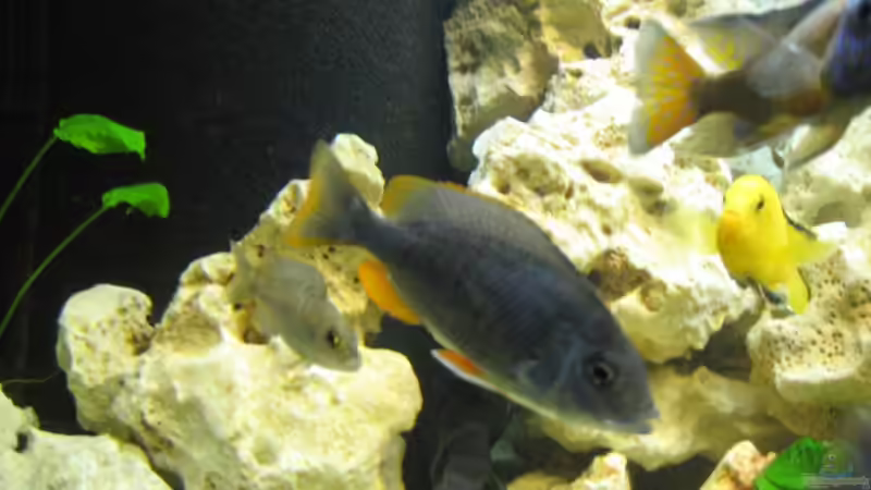 Besatz im Aquarium Becken 17952 von MAGNUM (26)