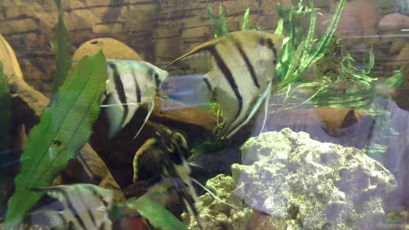 Besatz im Aquarium Becken 17956 von Sebastian Rolfes (6)