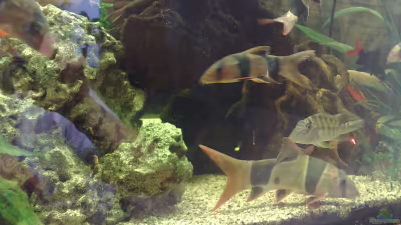 Besatz im Aquarium Becken 17956 von Sebastian Rolfes (7)