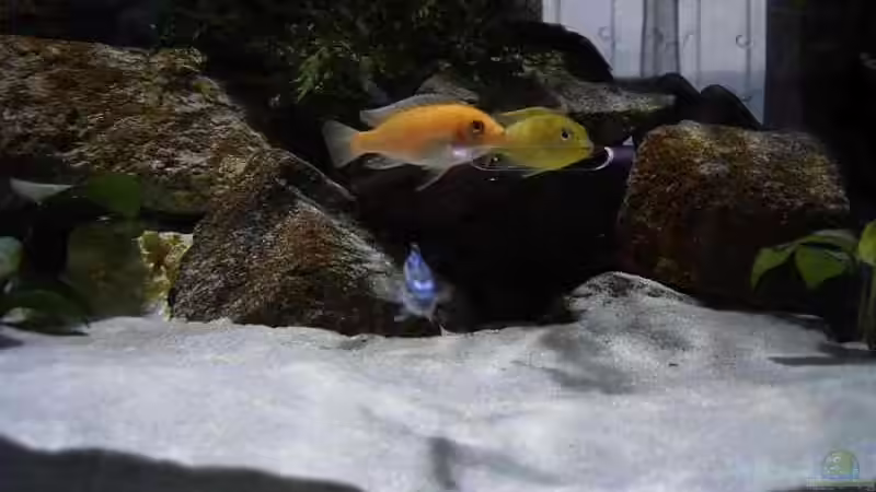 Besatz im Aquarium Becken 1796 von Alexander Hrkalo (10)