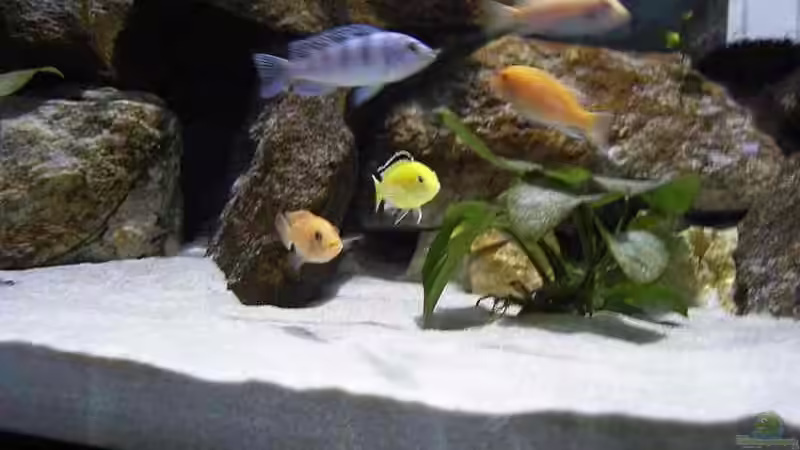 Besatz im Aquarium Becken 1796 von Alexander Hrkalo (11)