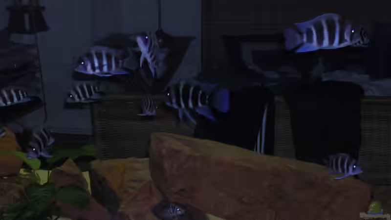 Besatz im Aquarium Becken 1797 von Costa Reichl (10)