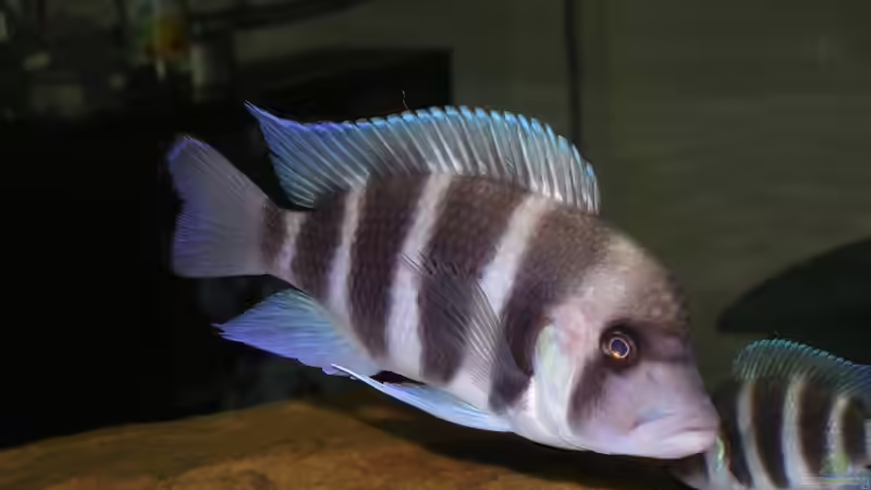 Besatz im Aquarium Becken 1797 von Costa Reichl (12)