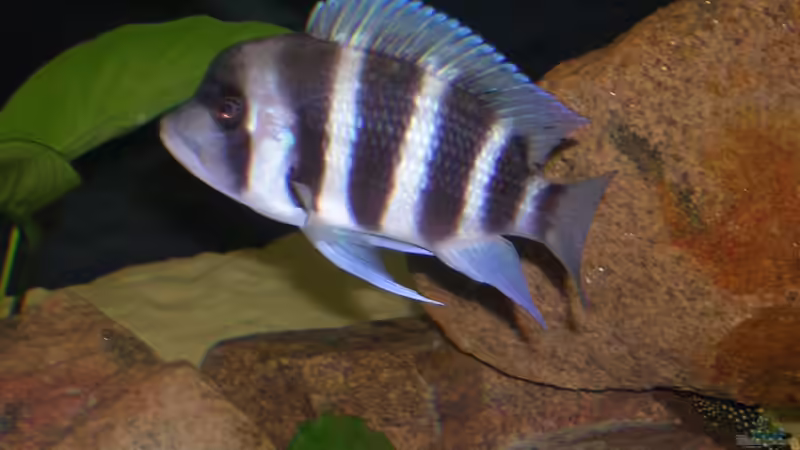 Besatz im Aquarium Becken 1797 von Costa Reichl (13)