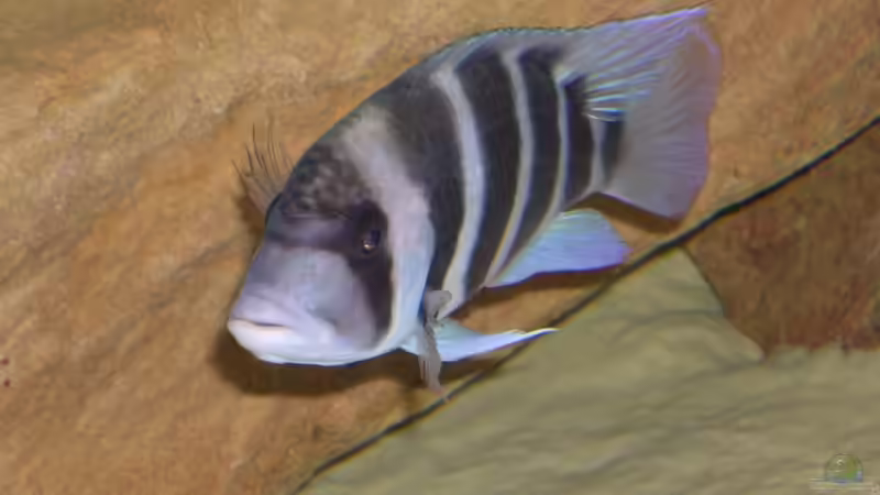 Besatz im Aquarium Becken 1797 von Costa Reichl (14)