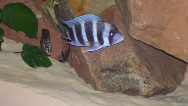 Besatz im Aquarium Becken 1797 von Costa Reichl (6)