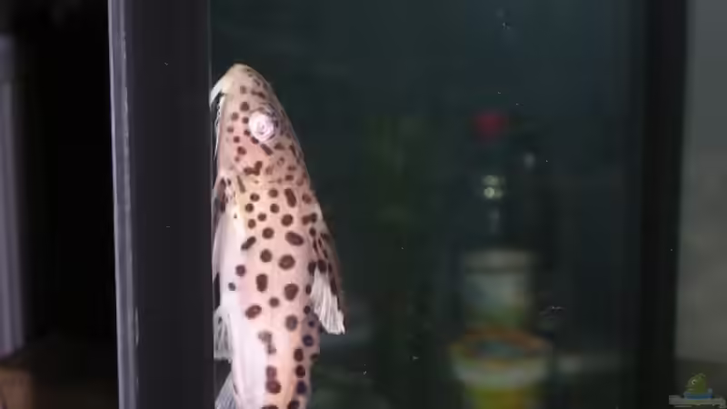 Besatz im Aquarium Becken 1797 von Costa Reichl (7)