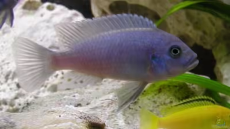 Besatz im Aquarium Becken 180 von Stefan Henrich (11)