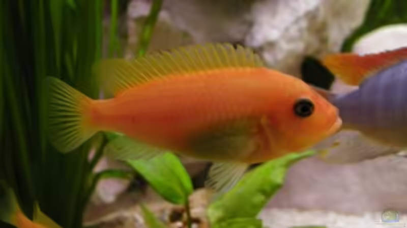 Besatz im Aquarium Becken 180 von Stefan Henrich (12)