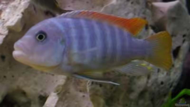 Besatz im Aquarium Becken 180 von Stefan Henrich (13)