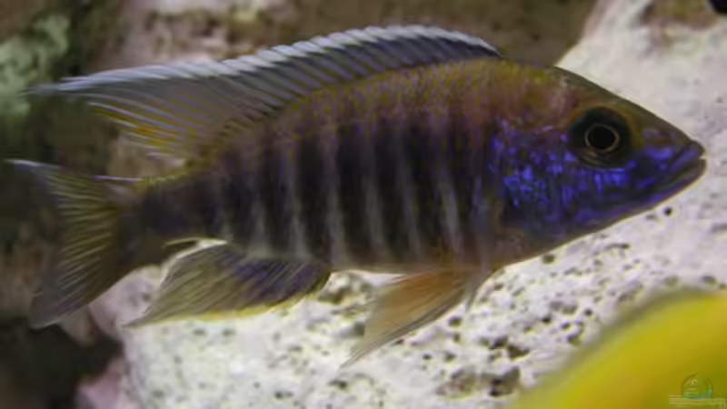 Besatz im Aquarium Becken 180 von Stefan Henrich (8)