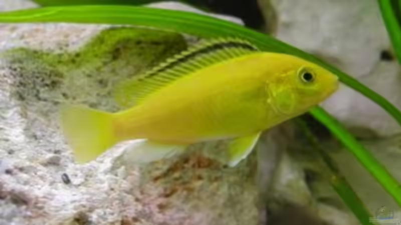 Besatz im Aquarium Becken 180 von Stefan Henrich (9)