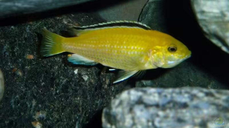 Besatz im Aquarium Becken 18028 von Antje 78 (16)