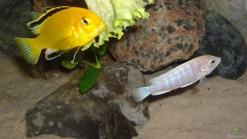 Besatz im Aquarium Becken 18028 von Antje 78 (17)