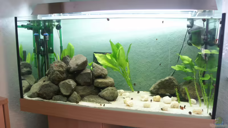 Besatz im Aquarium Becken 1807 von Jasmin Lütticke (13)