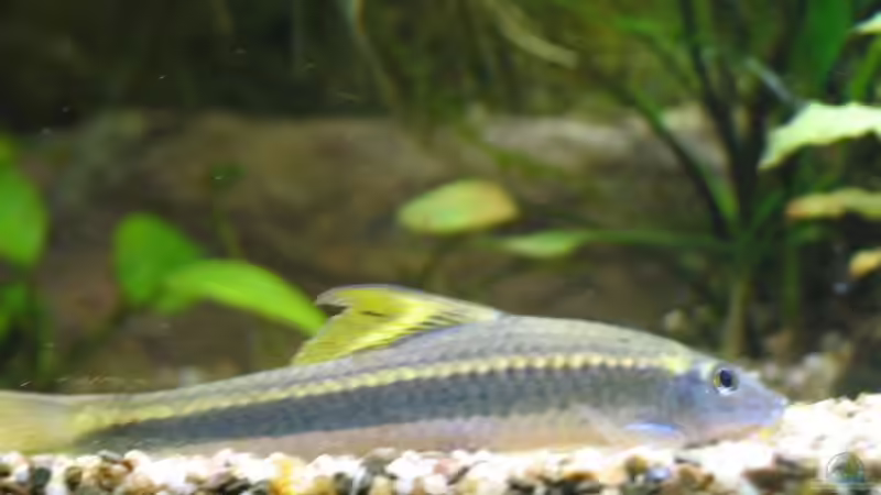 Besatz im Aquarium Becken 18083 von Oktopus (16)