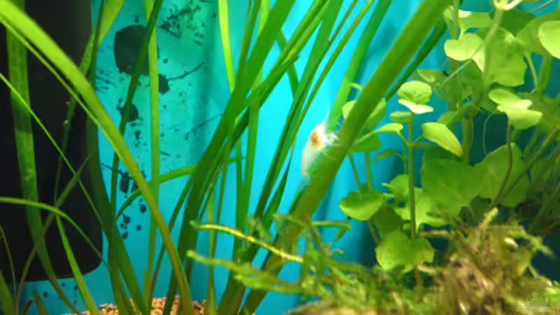 Besatz im Aquarium Becken 18088 von Tobias Weber (8)
