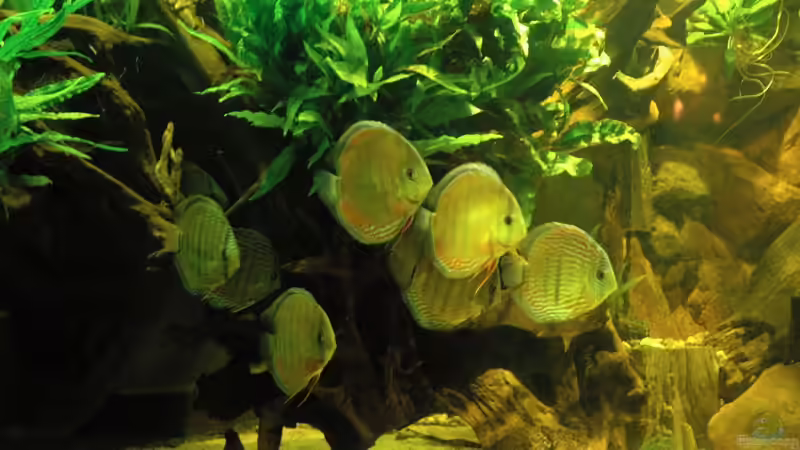 Besatz im Aquarium Becken 18099 von Horst Sander (14)