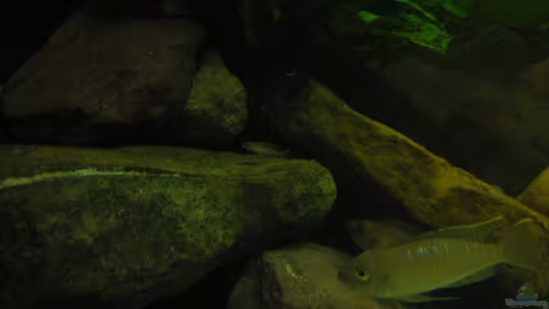 Besatz im Aquarium Becken 18106 von Guido Fülle (10)