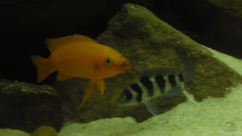 Besatz im Aquarium Becken 18106 von Guido Fülle (11)