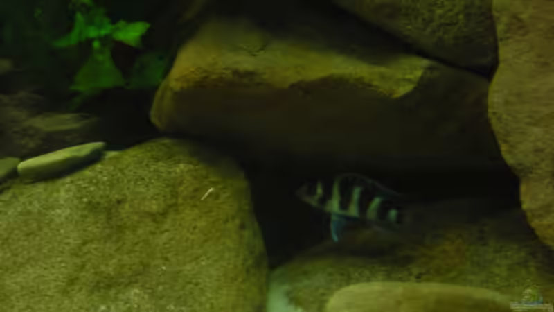 Besatz im Aquarium Becken 18106 von Guido Fülle (12)