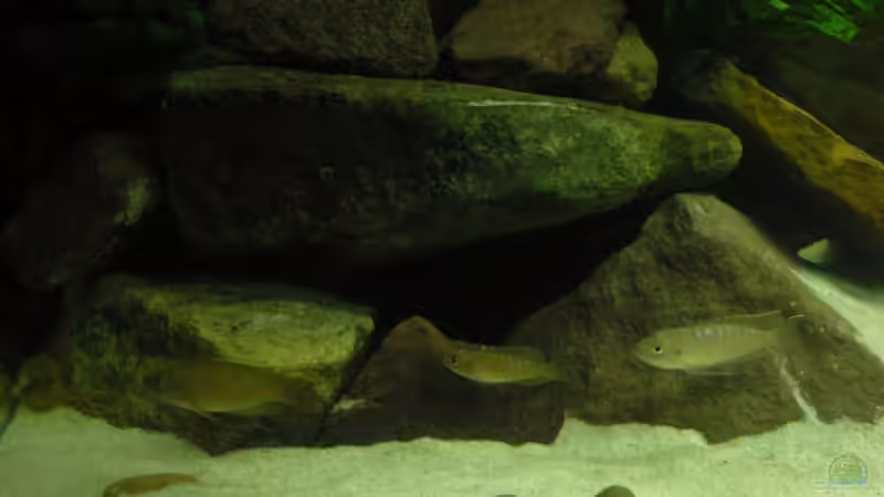 Besatz im Aquarium Becken 18106 von Guido Fülle (13)