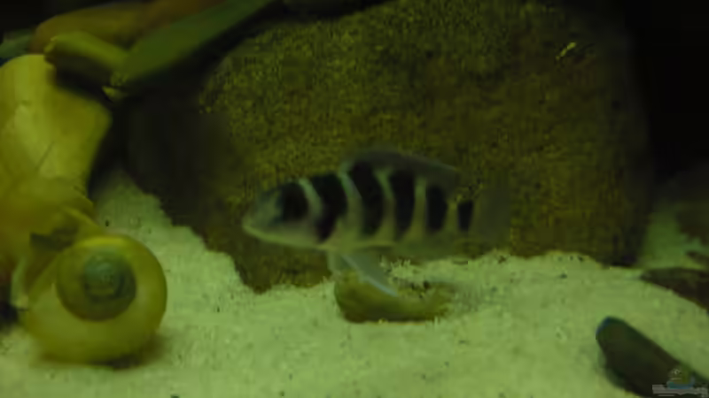 Besatz im Aquarium Becken 18106 von Guido Fülle (9)