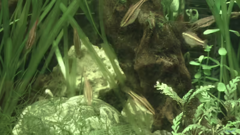 Besatz im Aquarium Becken 18130 von El Grande (12)