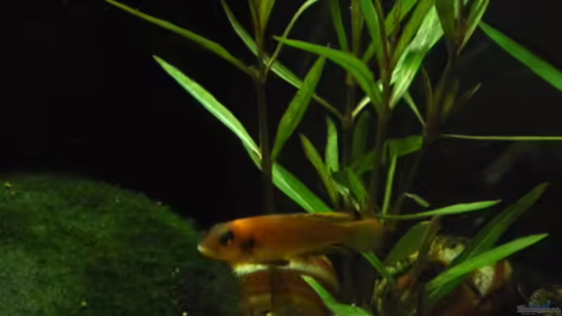 Besatz im Aquarium Becken 18140 von vitus (2)