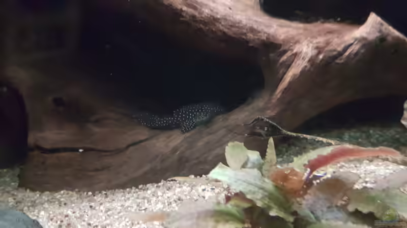 Besatz im Aquarium Becken 18144 von adiskus (31)