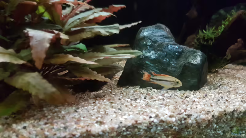 Besatz im Aquarium Becken 18144 von adiskus (33)