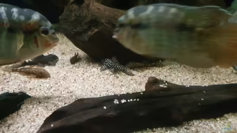 Besatz im Aquarium Becken 18144 von adiskus (34)