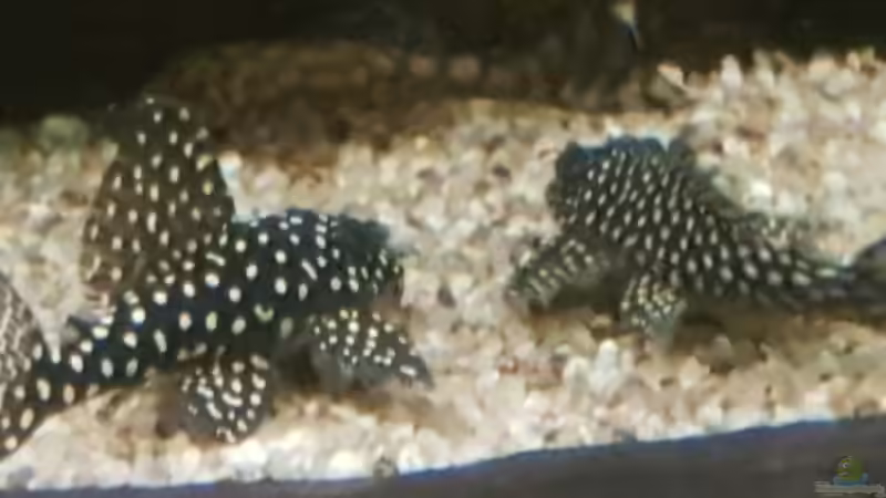 Besatz im Aquarium Becken 18144 von adiskus (36)