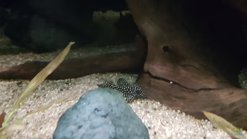 Besatz im Aquarium Becken 18144 von adiskus (37)