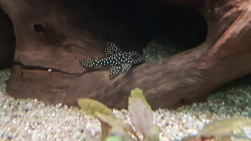 Besatz im Aquarium Becken 18144 von adiskus (38)