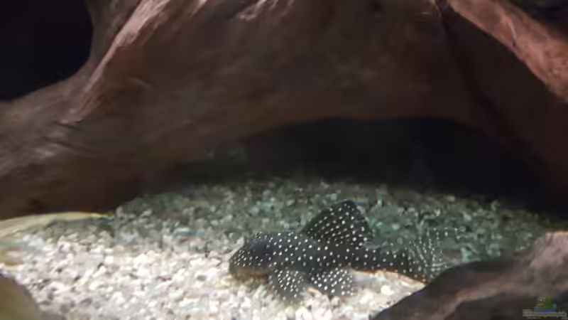 Besatz im Aquarium Becken 18144 von adiskus (39)