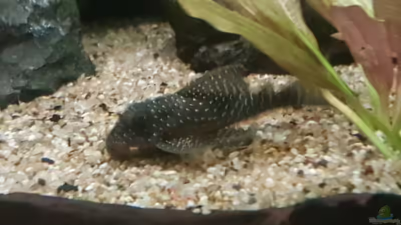 Besatz im Aquarium Becken 18144 von adiskus (41)