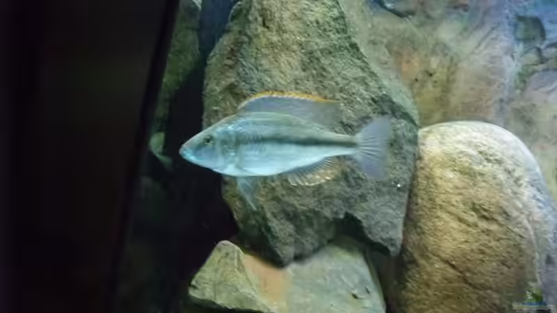 Besatz im Aquarium Becken 18174 von Danny Mätzke (10)