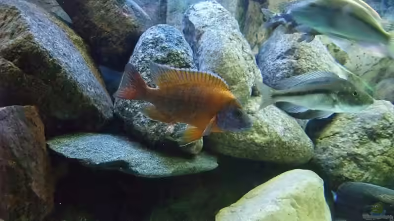 Besatz im Aquarium Becken 18174 von Danny Mätzke (11)