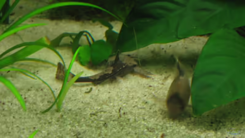 Besatz im Aquarium Becken 18216 von Korbi (20)