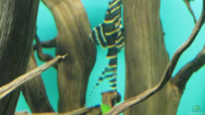 Besatz im Aquarium Becken 18216 von Korbi (28)