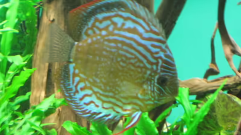 Besatz im Aquarium Becken 18216 von Korbi (35)