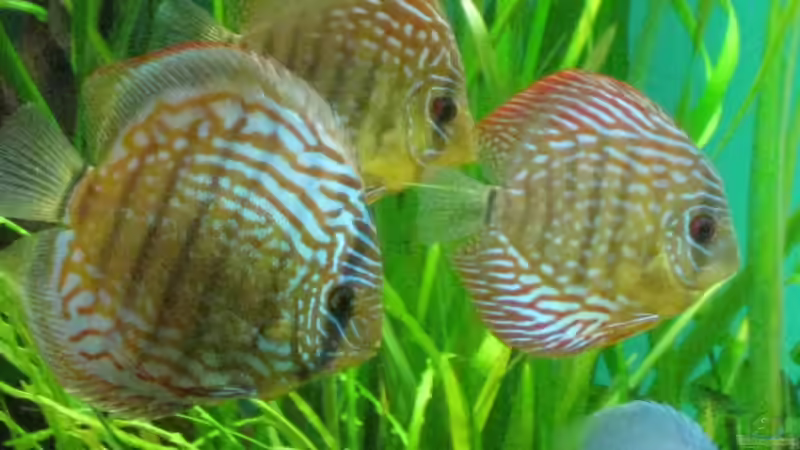 Besatz im Aquarium Becken 18216 von Korbi (39)