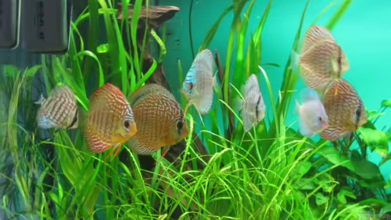 Besatz im Aquarium Becken 18216 von Korbi (41)